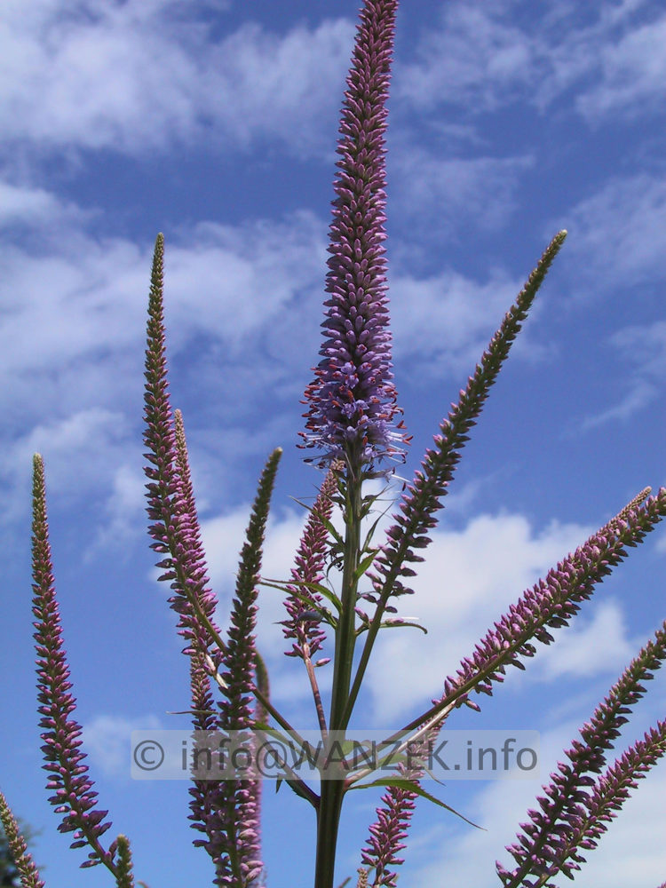 Veronicastrum virginicum Bluete2.JPG